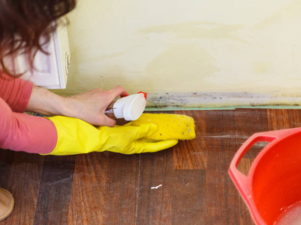 Why You Should Choose Our Mold Remediation Services in Long Grove, IL